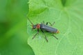 one small black red beetle sits on a green leaf Royalty Free Stock Photo