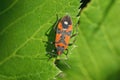 one small black red beetle sits on a green leaf Royalty Free Stock Photo