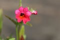 One small bright pink Nemesia flower, Nemesia \'Sunmesia Dark Red\' blooming in summertime, close-up view