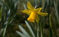 One small bright yellow daffodil flower, Narcissus, blooming in the spring sunshine