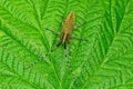 Small brown beetle sits on a green leaf in nature Royalty Free Stock Photo