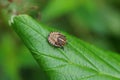 One small brown beetle sits on a green leaf of a plant Royalty Free Stock Photo