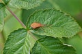 One small brown beetle sits on a green leaf of a plant Royalty Free Stock Photo