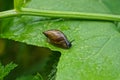 A one small brown black snail on a green leaf Royalty Free Stock Photo