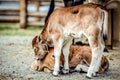 One small calf went to his lying little fellow and gently laid his head on it. Royalty Free Stock Photo