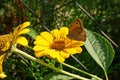 One small brown red butterfly sits on a large yellow flower bud on a stem Royalty Free Stock Photo