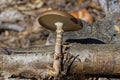 one small brown toadstool mushroom on a gray tree branch Royalty Free Stock Photo