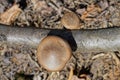 one small brown toadstool mushroom on a gray tree branch Royalty Free Stock Photo