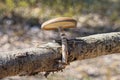 one small brown toadstool mushroom on a gray tree branch Royalty Free Stock Photo