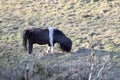 One Shetland Pony Grazing on a Field Royalty Free Stock Photo