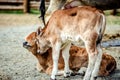 One small calf went to his lying little and gently laid his head on it. Royalty Free Stock Photo