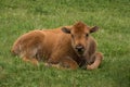 Buffalo Calf Royalty Free Stock Photo