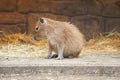 One small Capybara | Hydrochoerus hydrochaeris