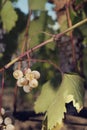 One small cluster of white grapes on a vine. Portrait image Royalty Free Stock Photo