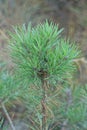 small coniferous green pine tree in the summer forest