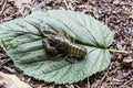 The one small crayfish sit on the green leaf against background. Crayfish outdoor