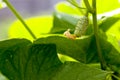 One small cucumber growing in garden Royalty Free Stock Photo