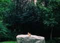 orange cat sit on a giant rock