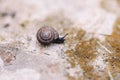 Small garden snail on ground or stone rock Royalty Free Stock Photo