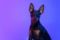 One small dog, puppy of Zwergpinscher dog posing isolated on blue background in neon light. Concept of beauty, motion Royalty Free Stock Photo