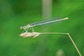 one small dragonfly sits on a gray dry blade of grass Royalty Free Stock Photo