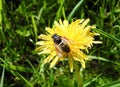 Beautiful fly on yellow flower , Lithuania Royalty Free Stock Photo