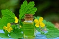 One small glass bottle with oil with yellow flowers and green leaves of the celandine Royalty Free Stock Photo