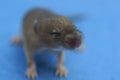 One small gray blind mouse Royalty Free Stock Photo