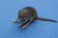 One small gray blind mouse Royalty Free Stock Photo