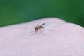 one small gray mosquito sits on white skin bites and drinks blood