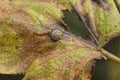 One small gray snail sits on a dry colored vine leaf