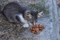 one small gray stray kitten eats brown food on the ground