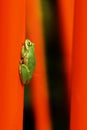 One small green leap frog on an orange play ground