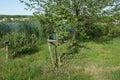 One small green tree sapling in the green grass on the shore Royalty Free Stock Photo