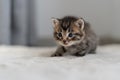 One small kitten crawls on a gray blanket for 14 days. Short coat Royalty Free Stock Photo