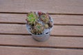 One small metal bucket with colored ornamental plants
