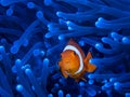 One small orange clownfish looks curiously from a bright blue anemone Royalty Free Stock Photo