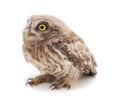 One small owl Royalty Free Stock Photo