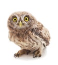 One small owl Royalty Free Stock Photo