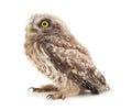 One small owl Royalty Free Stock Photo