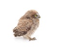 One small owl Royalty Free Stock Photo
