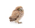 One small owl Royalty Free Stock Photo