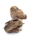 One small owl sits on the bark Royalty Free Stock Photo