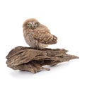 One small owl sits on the bark Royalty Free Stock Photo