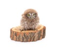 One small owl sits on the bark Royalty Free Stock Photo
