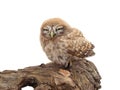 One small owl sits on the bark Royalty Free Stock Photo