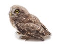 One small owl Royalty Free Stock Photo