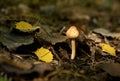 One small pale gray mushroom with a conical cap and a long stem