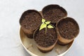 Beautiful Small Papaya Plant Seedling Growing in Peat Pot Close-up