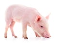 One small piglet Royalty Free Stock Photo
